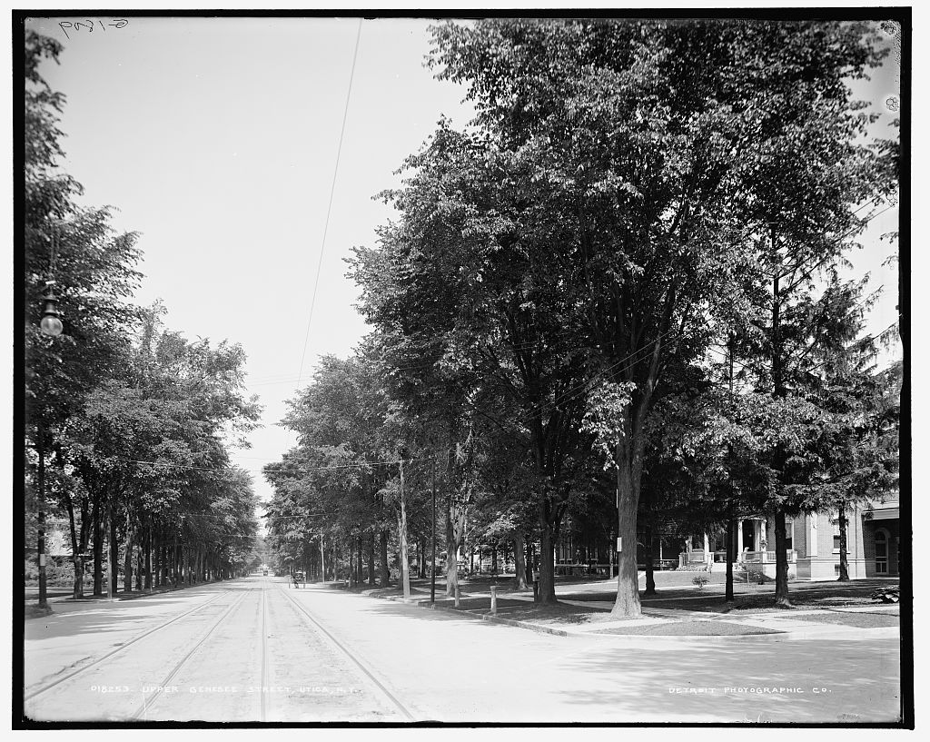 A broad residential street with streetcar tracks receding into the distance under a canopy of large elm trees, with a horse-drawn carriage far off.